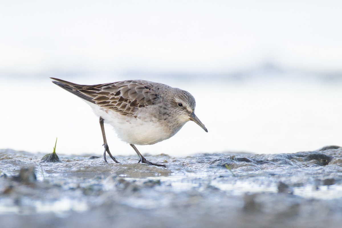 bonapartesnipe - ML643596493