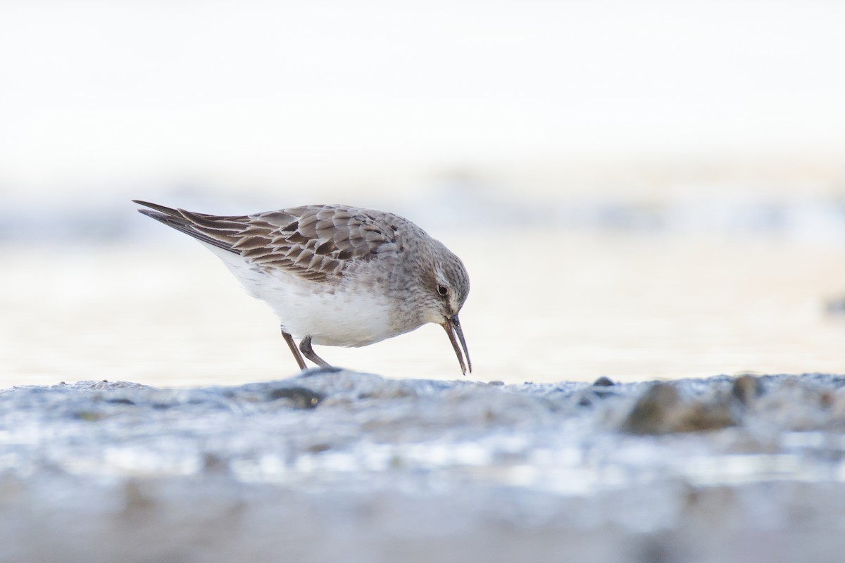 White-rumped Sandpiper - ML643596494