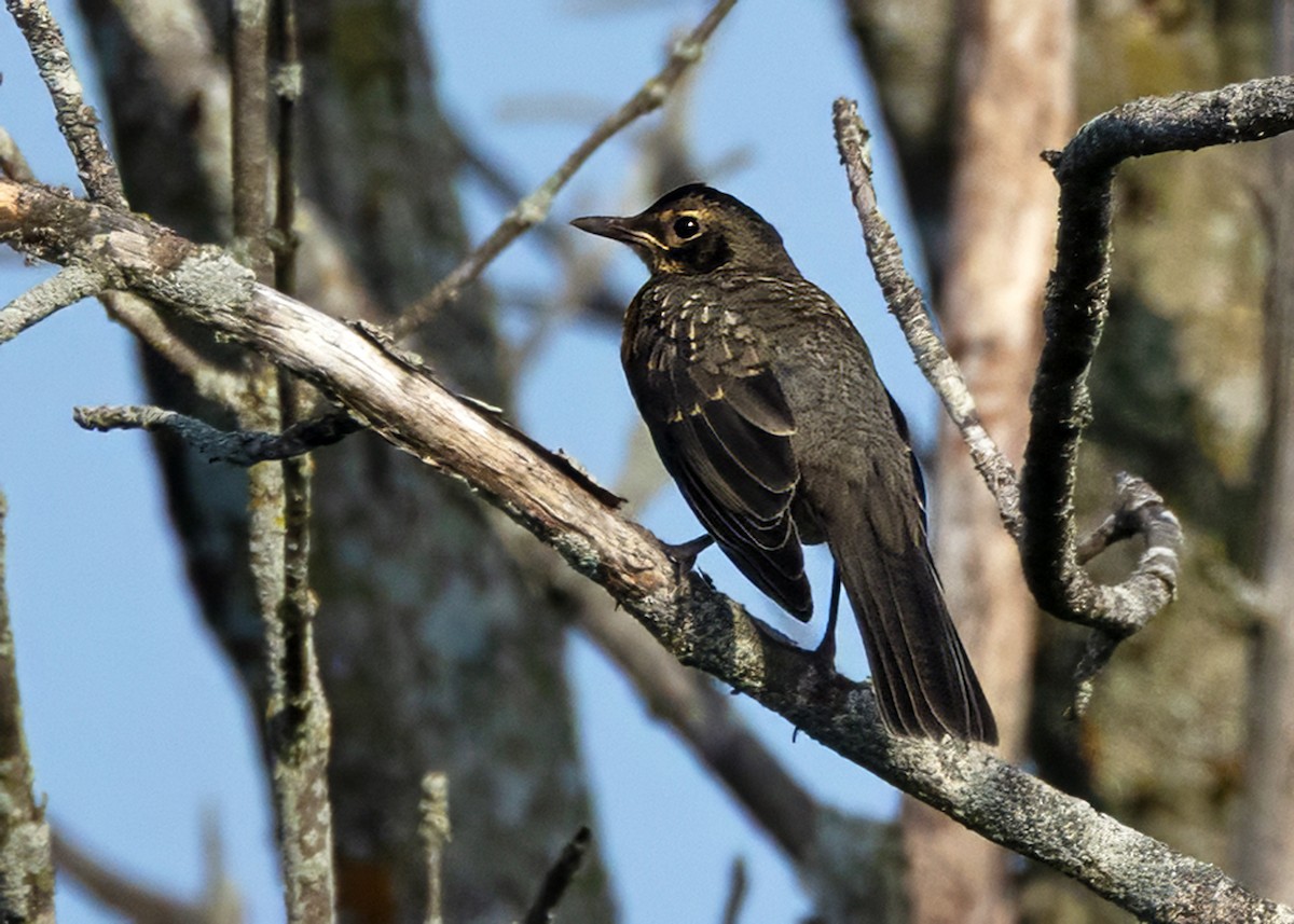 vandretrost (migratorius gr.) - ML643596498