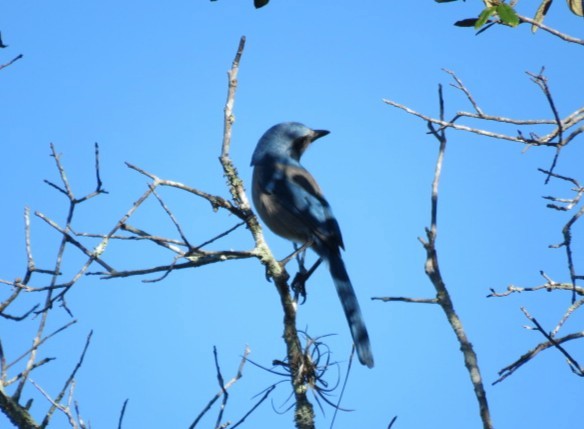 Florida Scrub-Jay - ML643596504