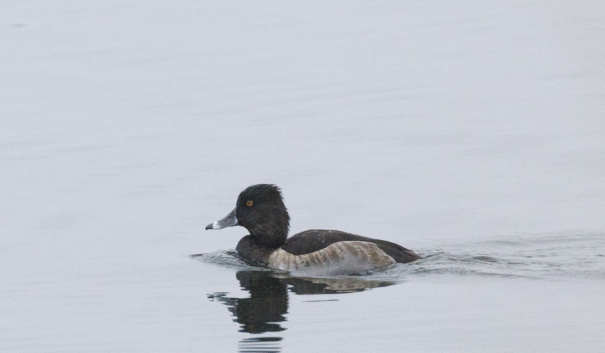 Ring-necked Duck - ML643596509