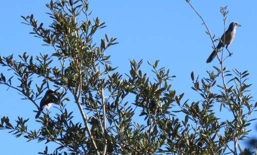 Florida Scrub-Jay - ML643596527