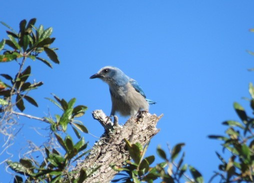 Florida Scrub-Jay - ML643596536