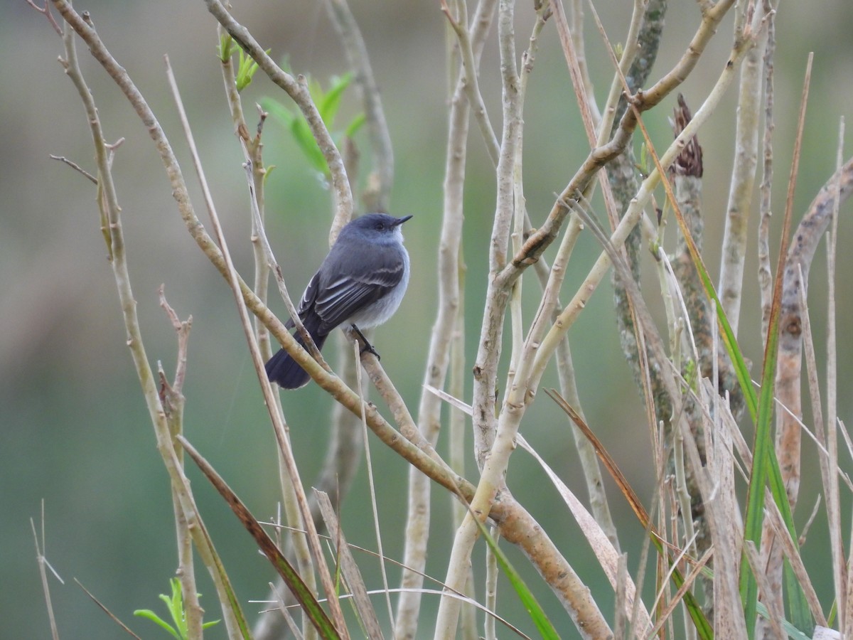 Sooty Tyrannulet - ML643596550