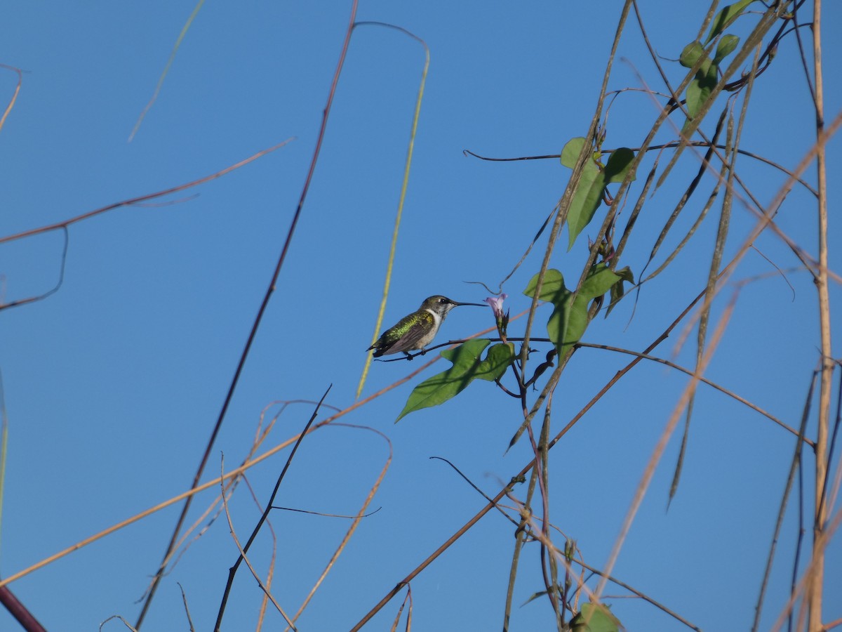 Ruby-throated Hummingbird - ML643596553