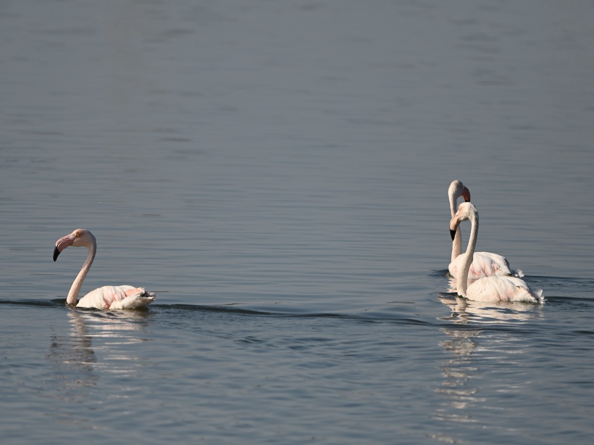 Rosaflamingo - ML643596554