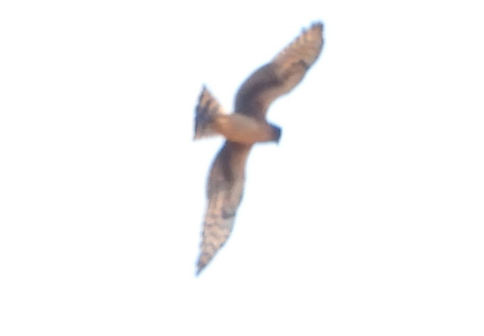 mørkmyrhauk - ML643596558