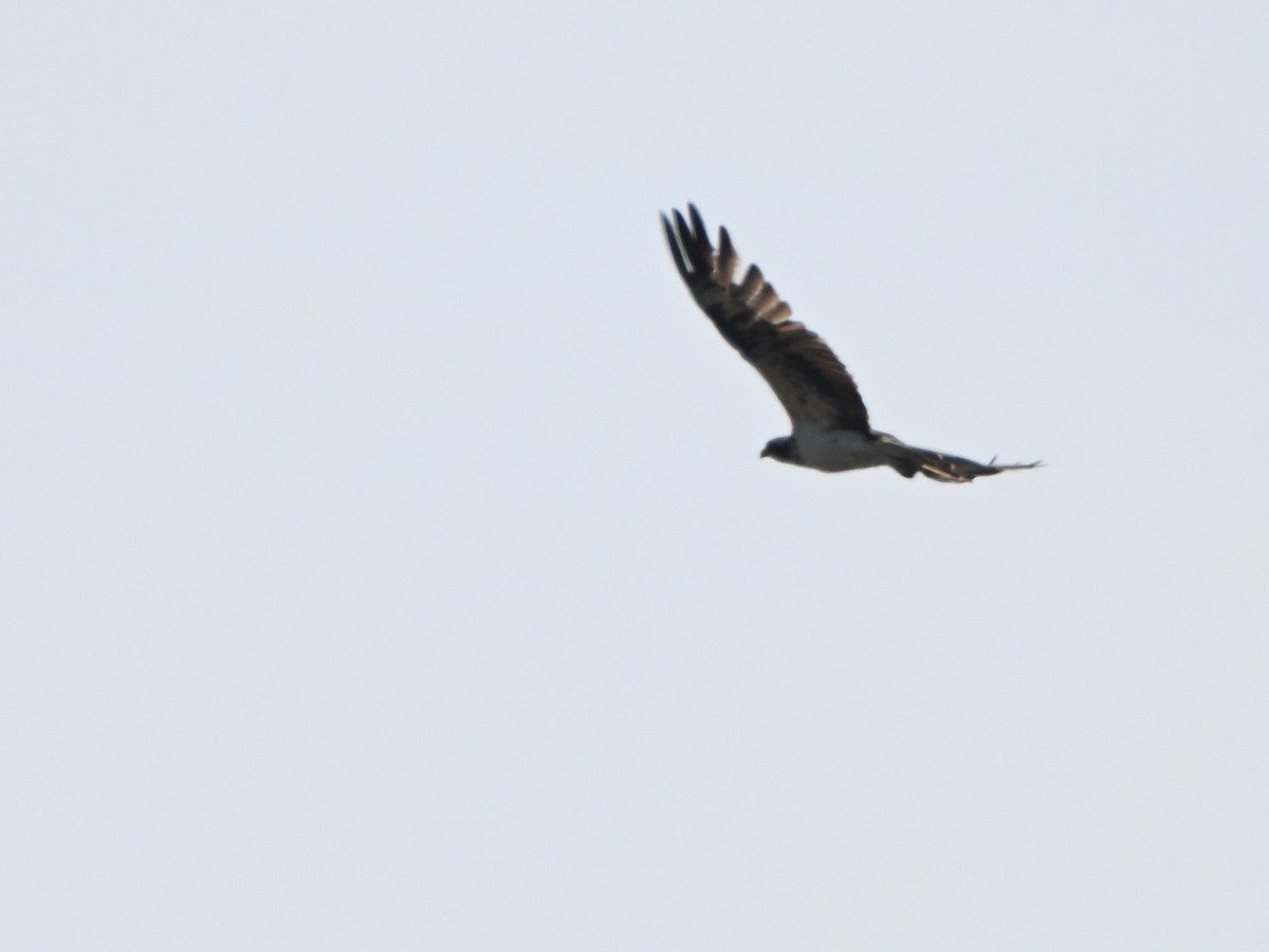 Fischadler - ML643596560