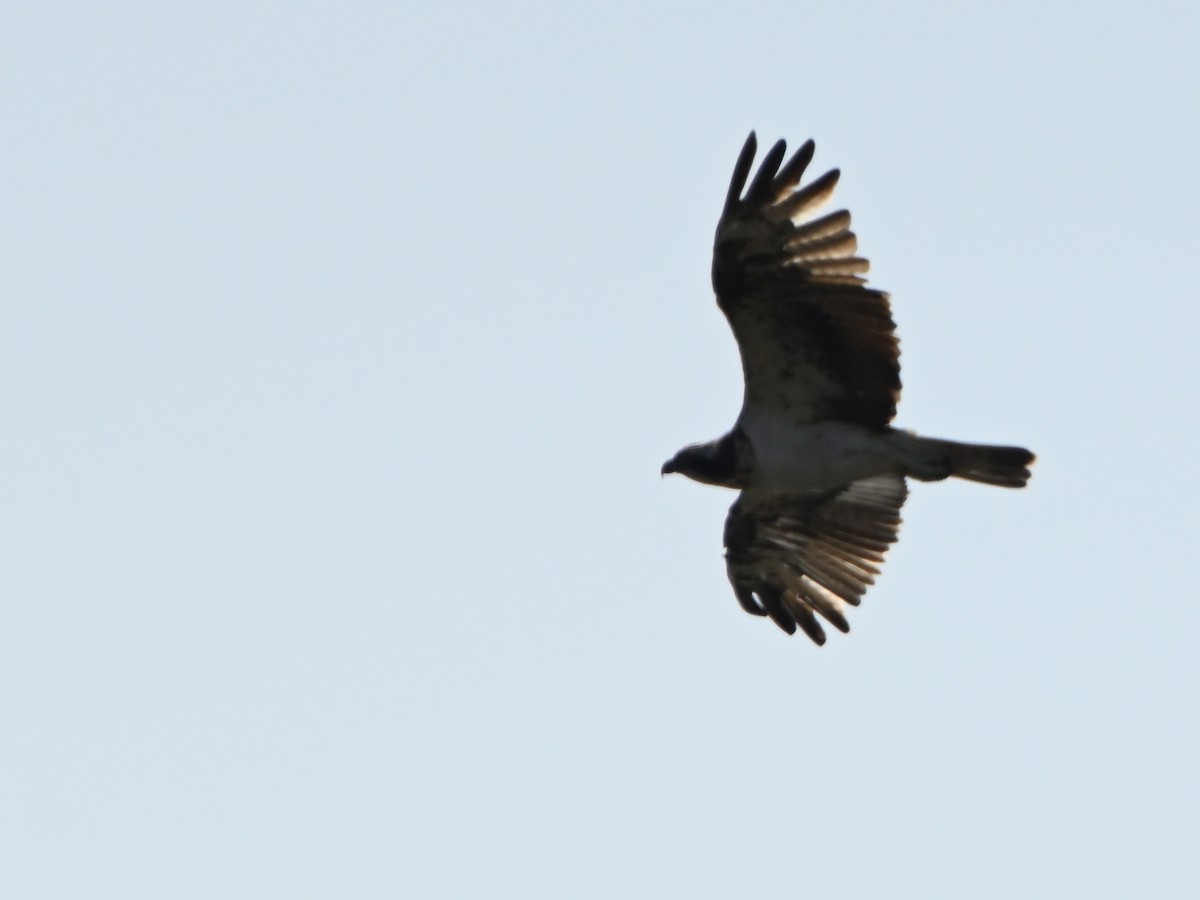 Fischadler - ML643596561