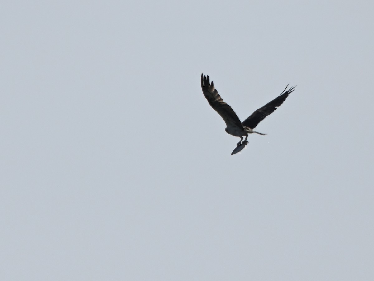 Fischadler - ML643596563