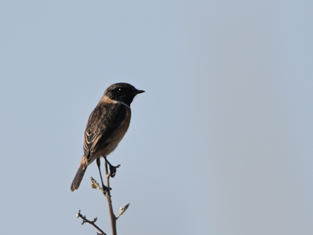 Schwarzkehlchen - ML643596567