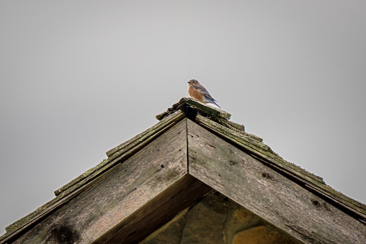 Eastern Bluebird - ML643596569