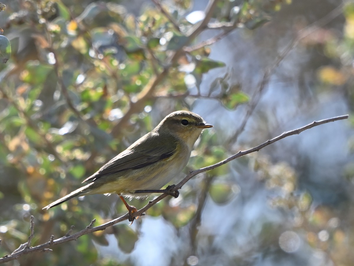 Zilpzalp - ML643596572