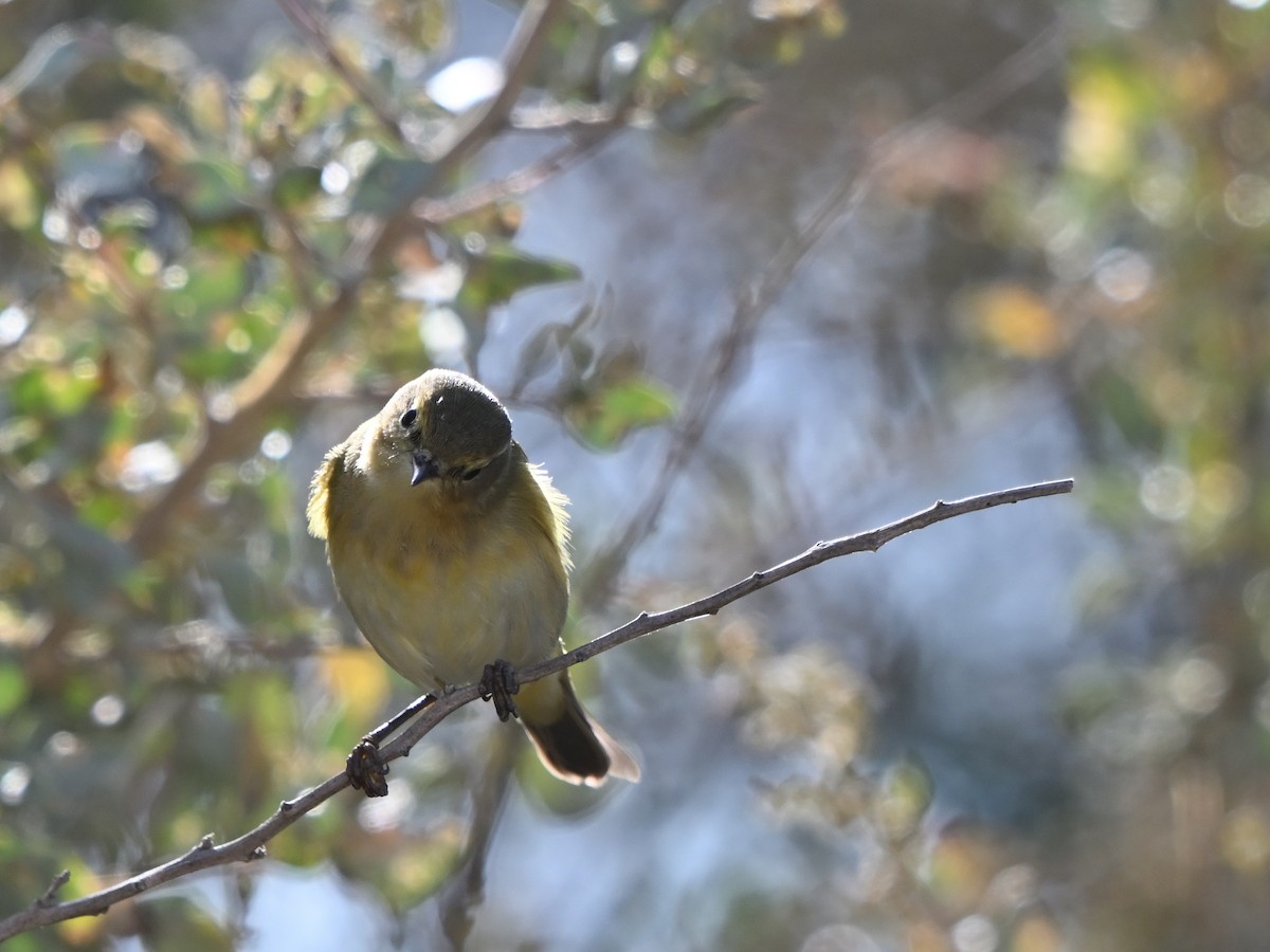 Zilpzalp - ML643596573