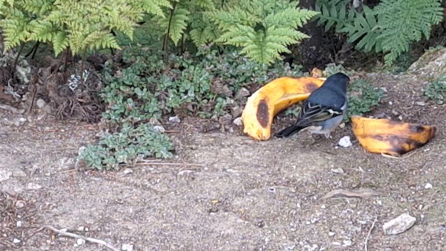 Canary Islands Chaffinch - ML643596591