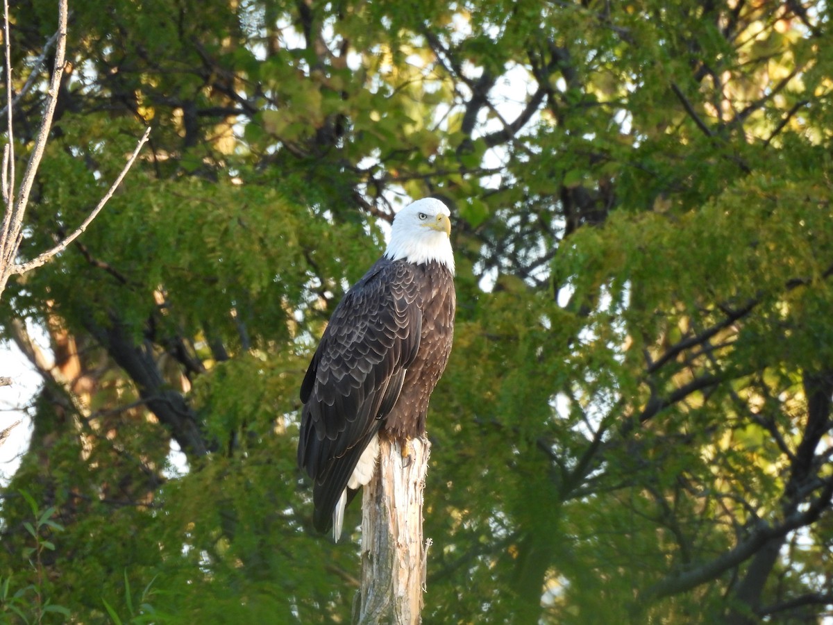 Bald Eagle - ML643596604