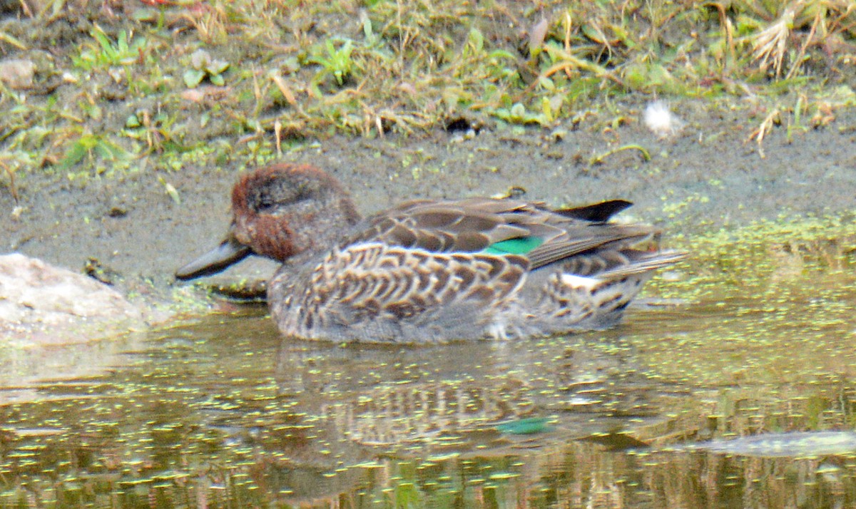 Green-winged Teal (American) - ML643596614