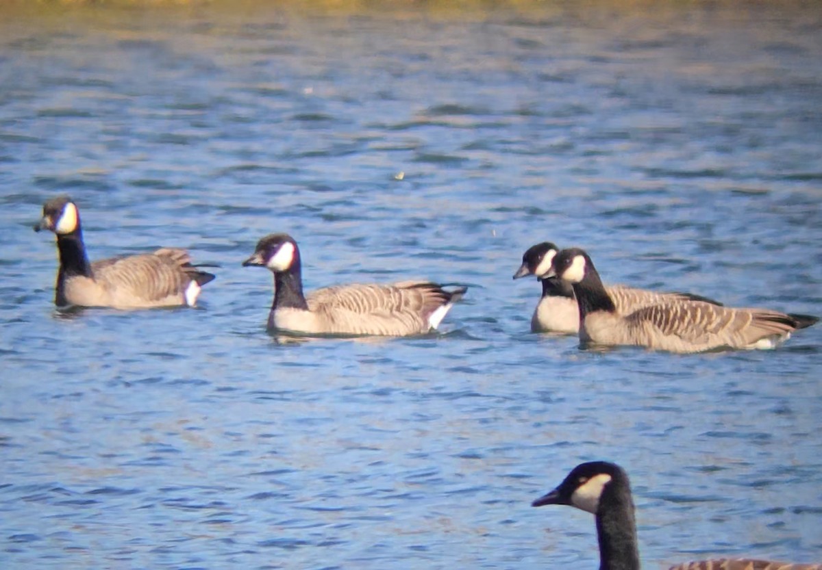 berneška malá (ssp. hutchinsii) - ML643596627