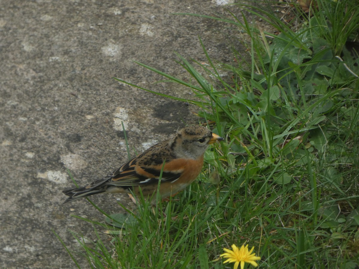 Brambling - ML643596654
