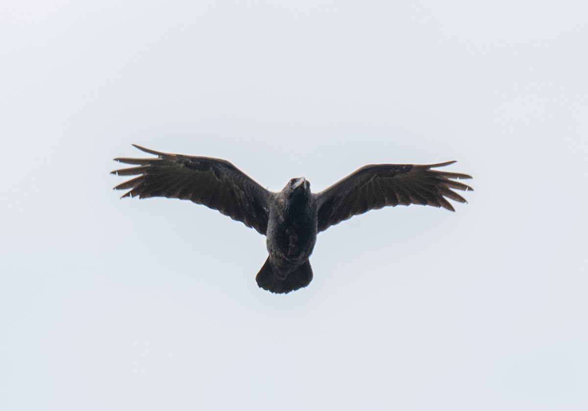 American Crow - ML643596662