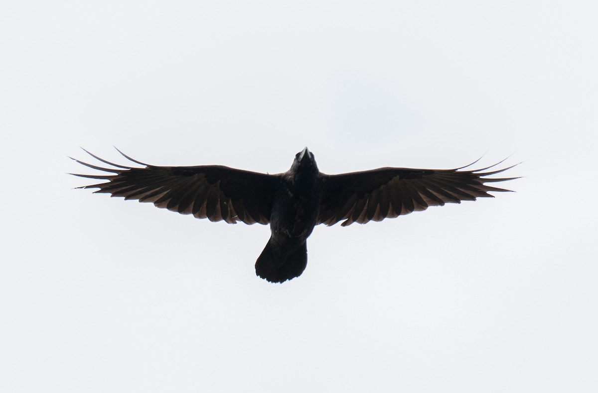 American Crow - ML643596663