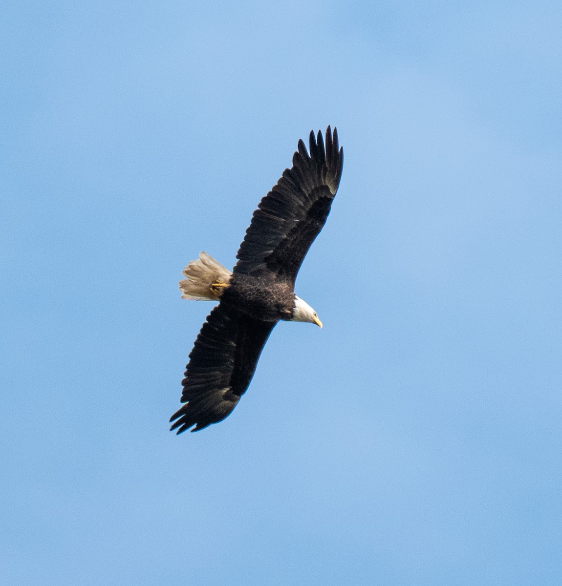 Bald Eagle - ML643596687