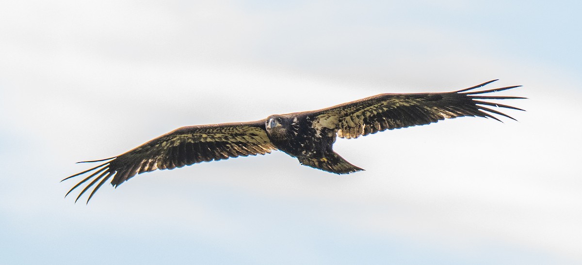 Bald Eagle - ML643596688