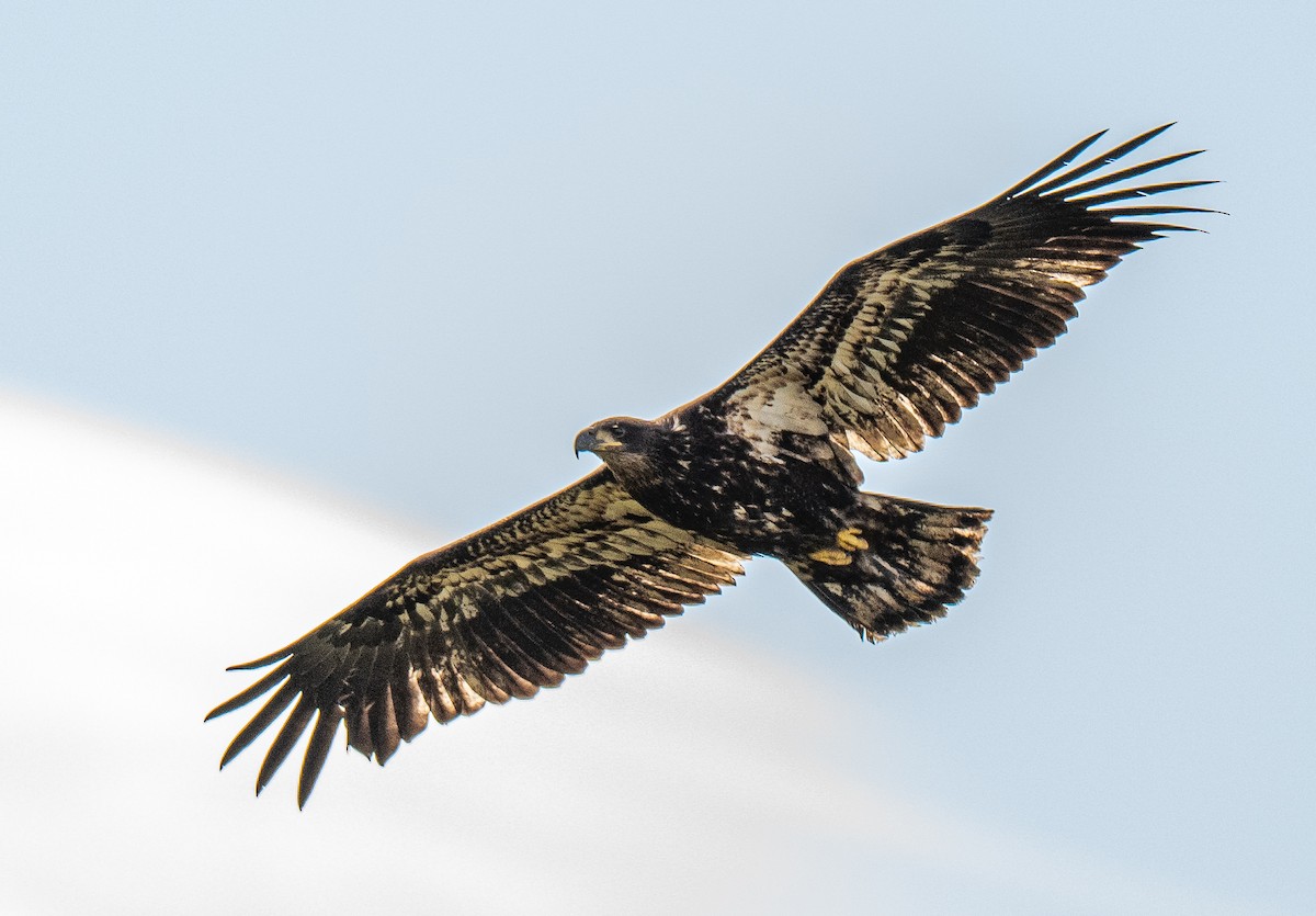 Bald Eagle - ML643596689