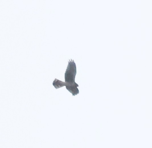 mørkmyrhauk - ML643596704