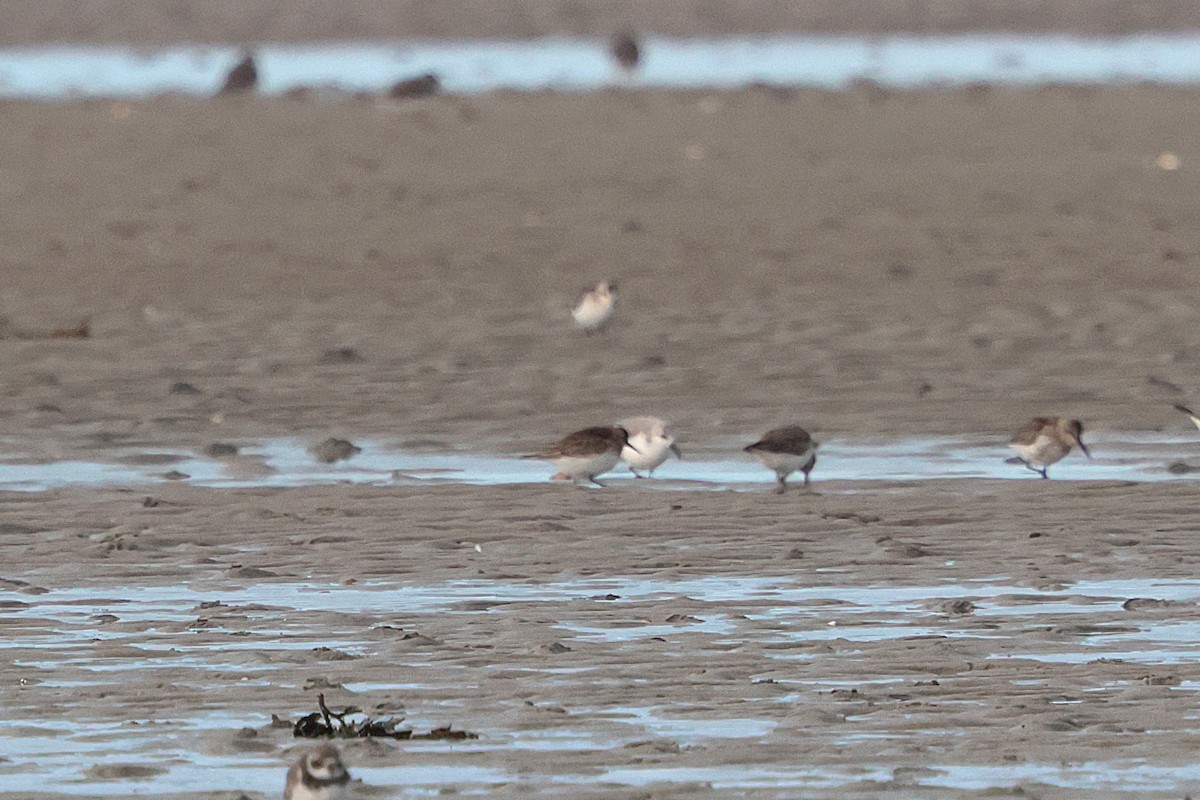 Байрдийн элсэг - ML643596705