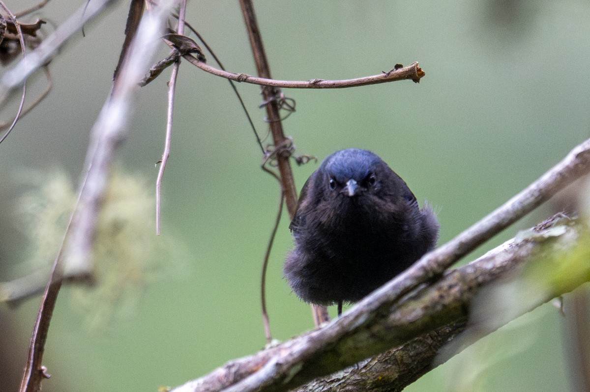 ボウシマルハシミツドリ - ML643596708