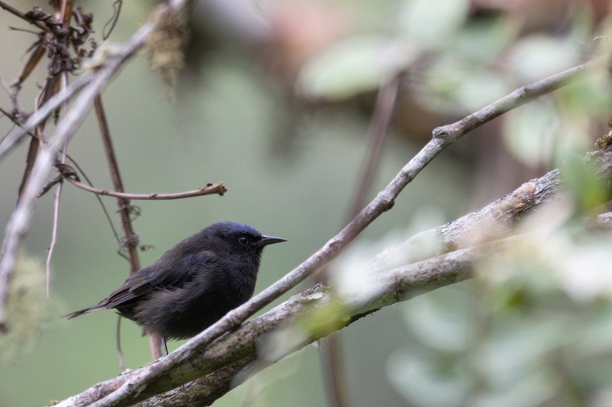 ボウシマルハシミツドリ - ML643596710