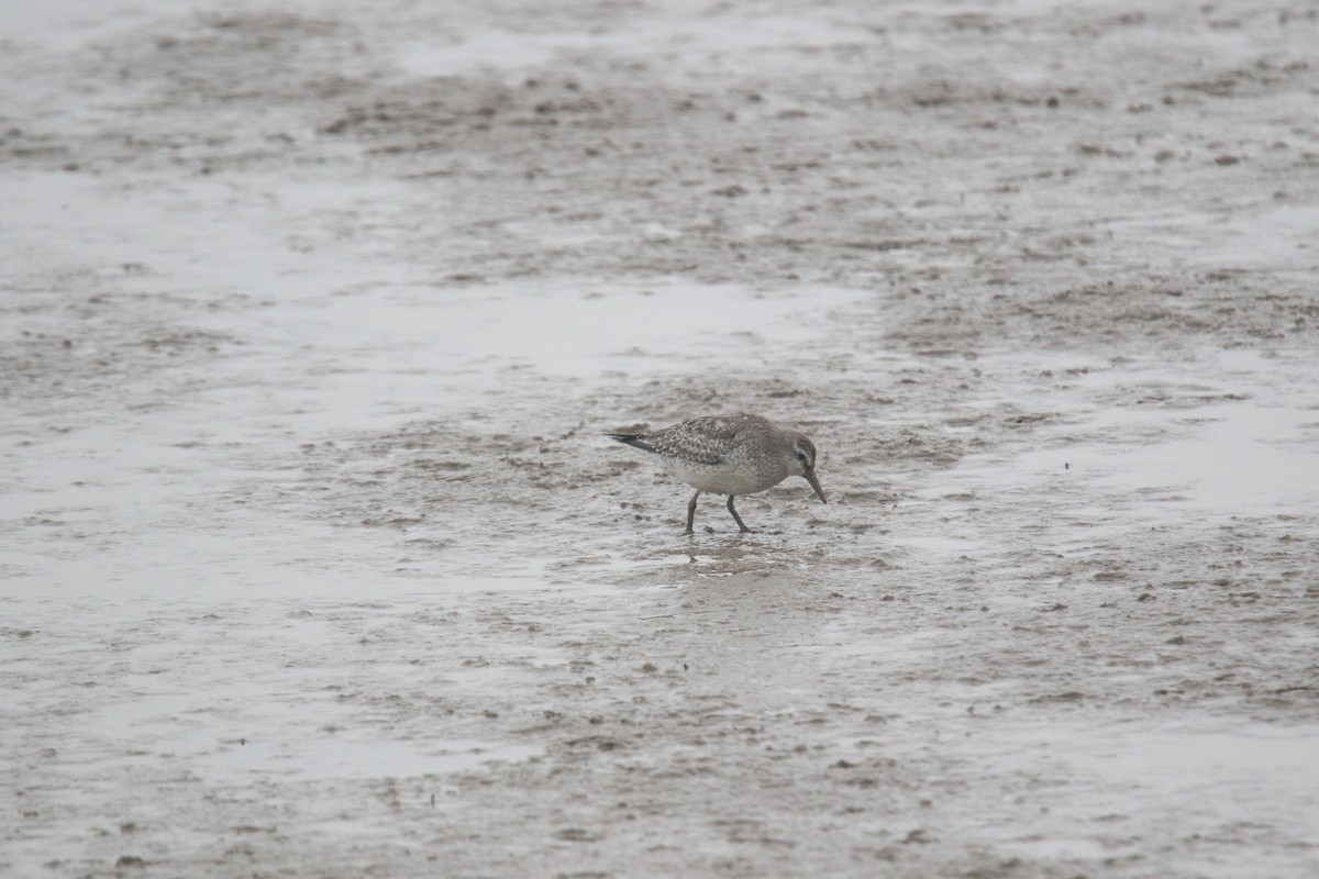 polarsnipe - ML643596716