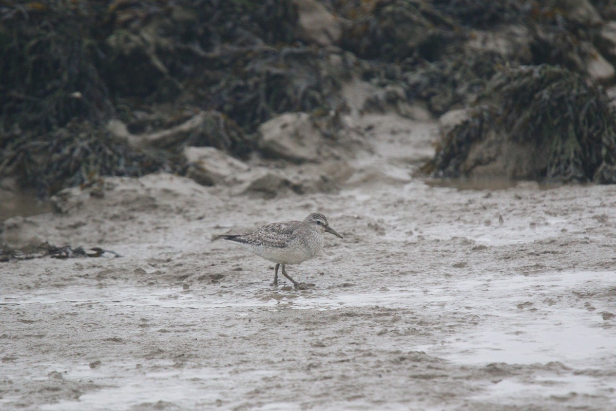 polarsnipe - ML643596719