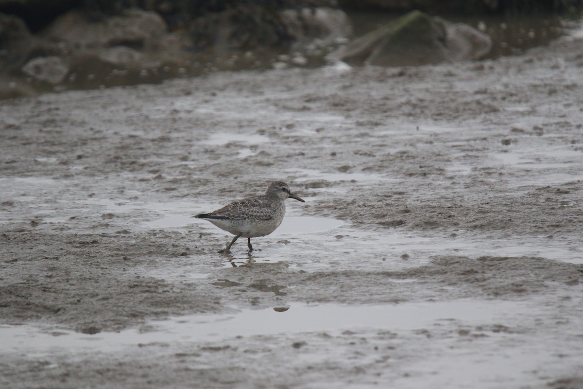 polarsnipe - ML643596722