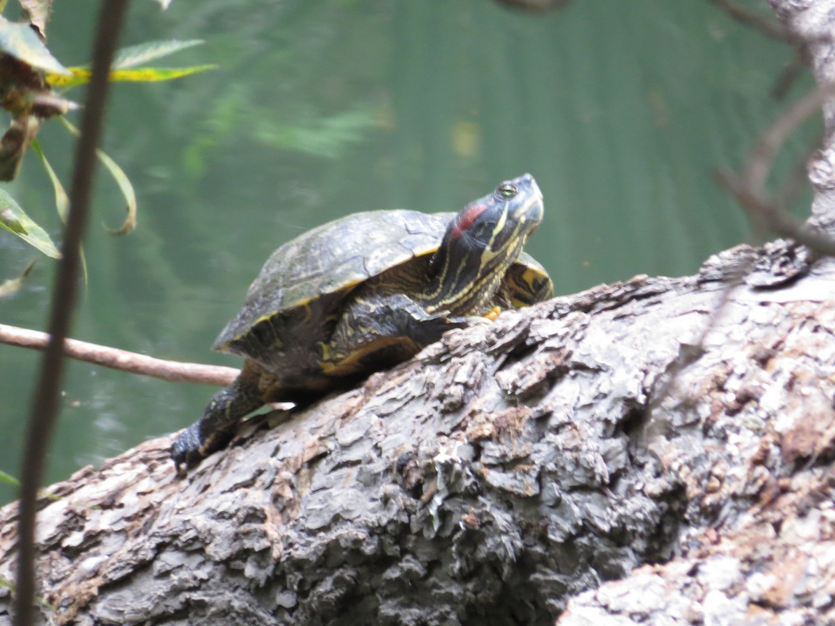 Red-eared Slider - ML643596729