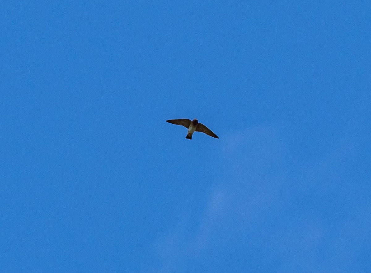 Cliff Swallow - ML643596739