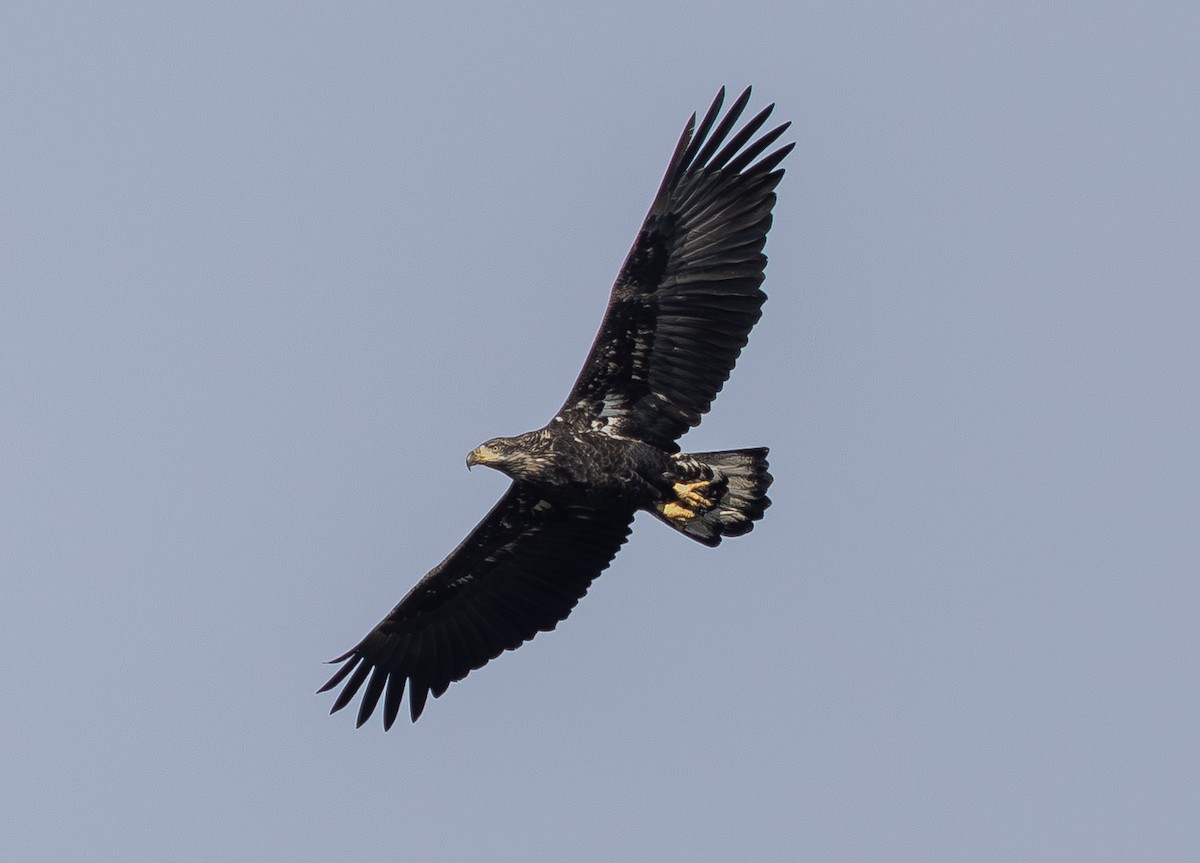 Bald Eagle - ML643596740
