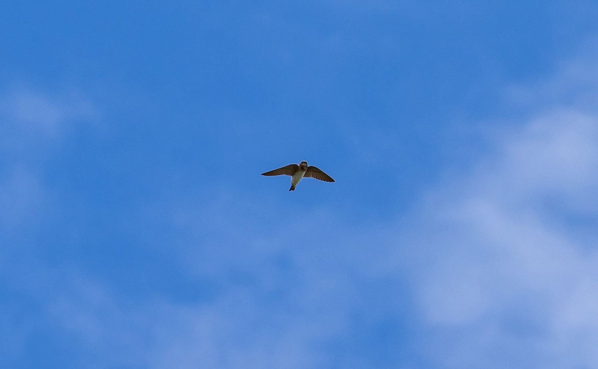 Cliff Swallow - ML643596743