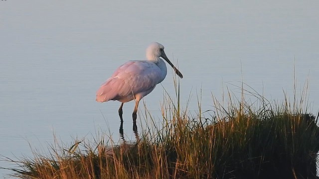 Roseate Spoonbill - ML643596747