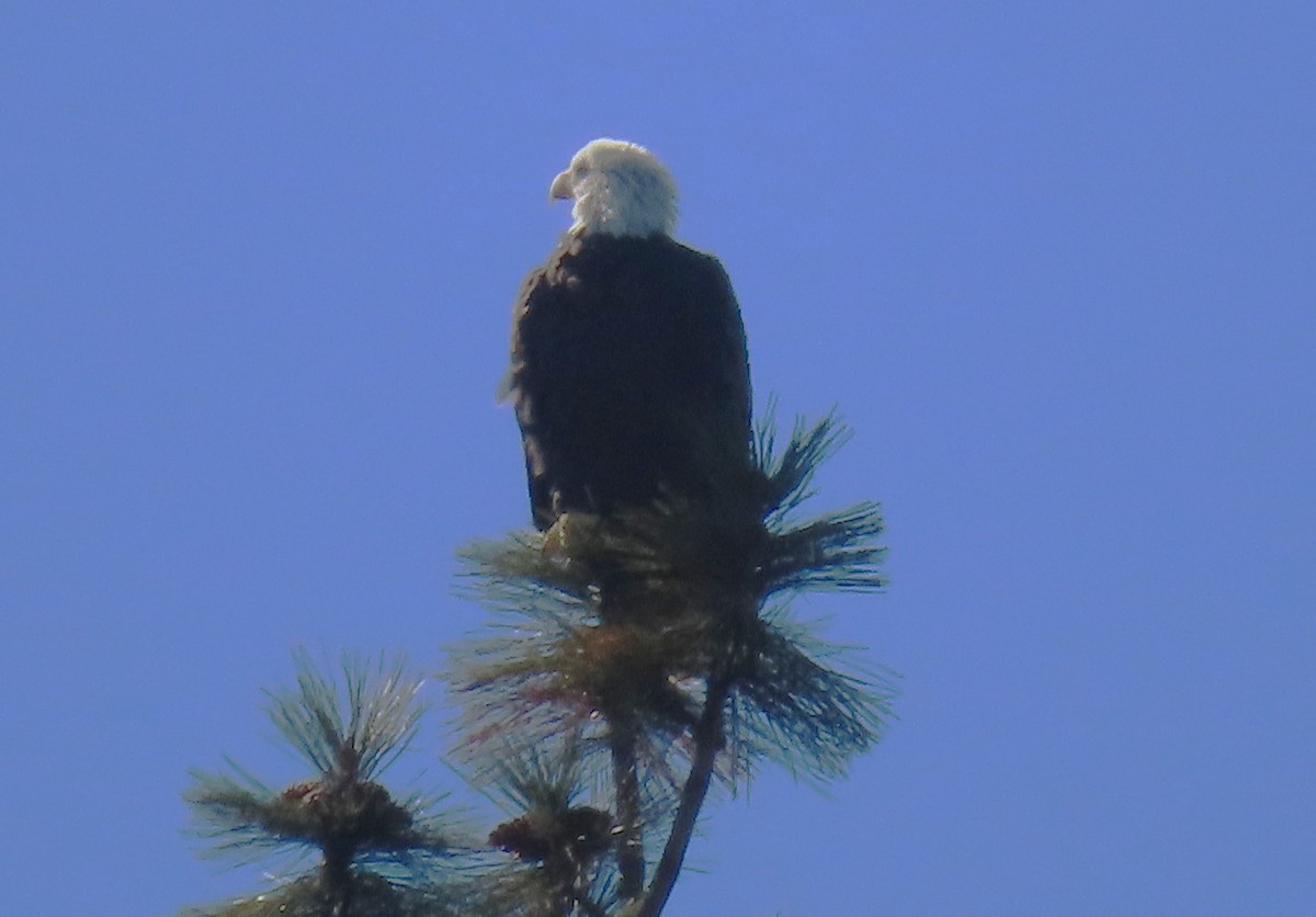Bald Eagle - ML643596794