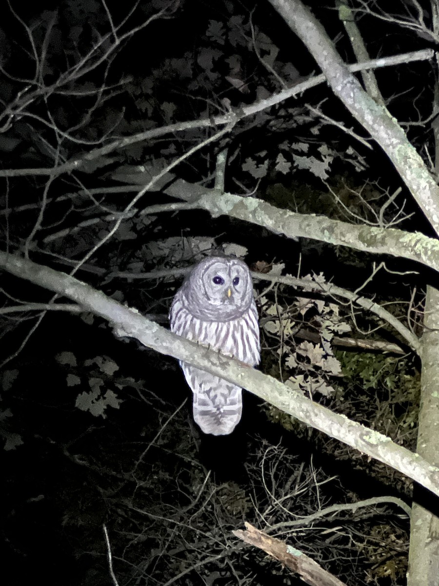 Barred Owl - ML643596795