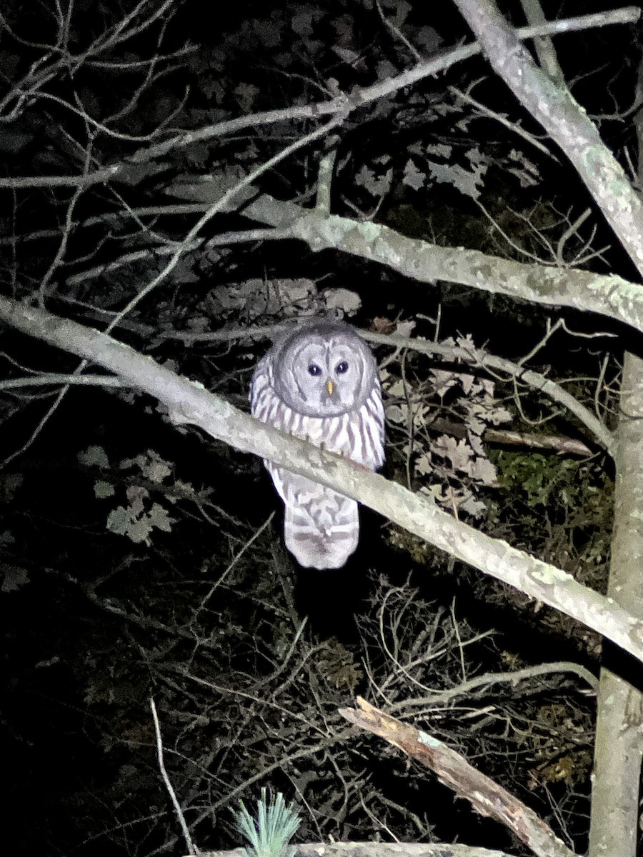 Barred Owl - ML643596796