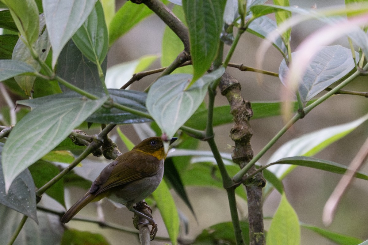 Short-billed Chlorospingus - ML643596804