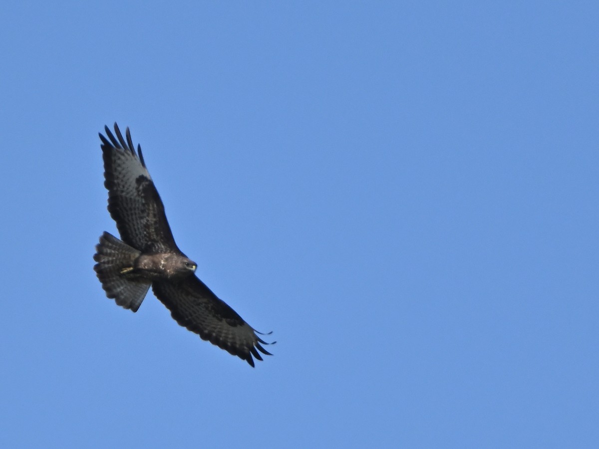 Mäusebussard - ML643596825