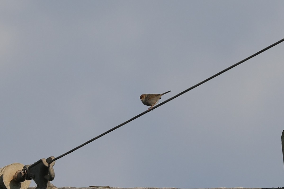 Piping Cisticola - ML643596826