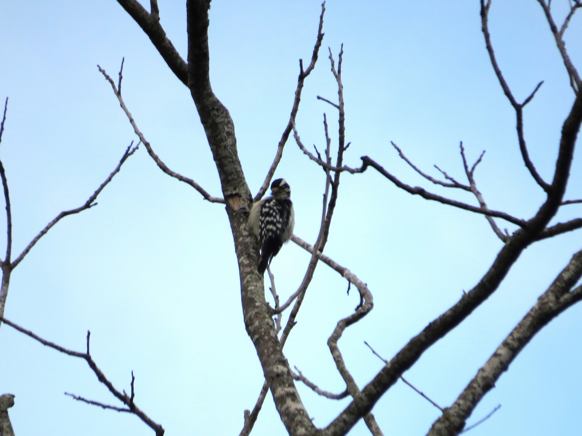Downy Woodpecker (Eastern) - ML643596839