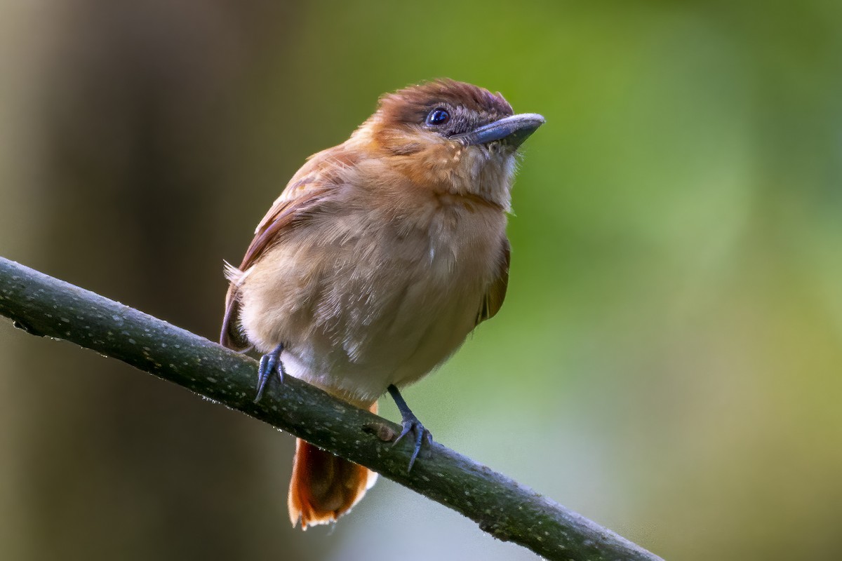 Cinnamon Becard - ML643596897
