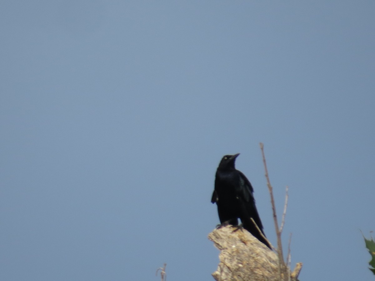 Great-tailed Grackle (Great-tailed) - ML643596909