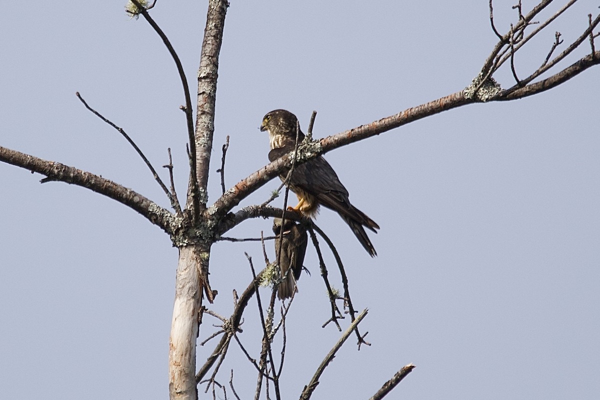 Merlin - ML643596911